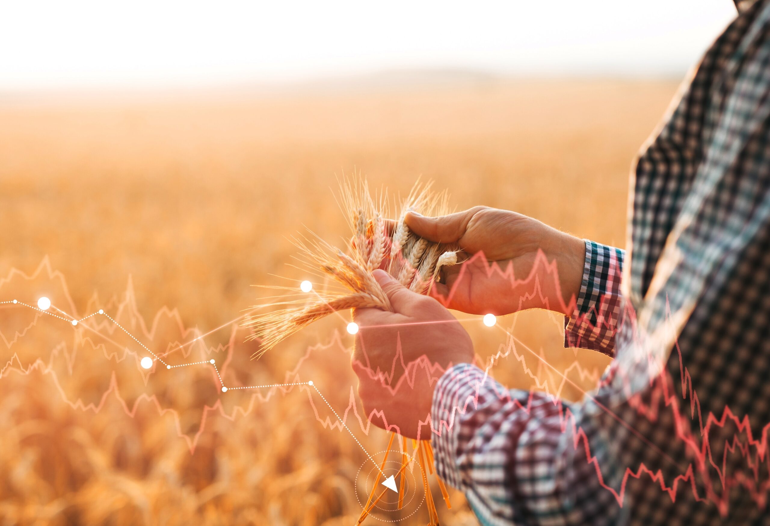 Global,And,European,Grain,And,Wheat,Crisis,After,Russia's,Invasion